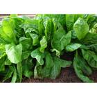 Sementes De Almeirão Amarelo Folha Larga (50g) Isla