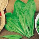 Sementes De Almeirão Spadona (folha Fina) Topseed