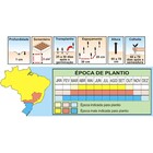 Sementes De Almeirão Spadona Pcte C/ 100 Gramas