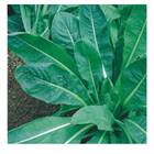 Sementes De Almeirão Verde Spadona Isla