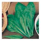 Sementes De Almeirão Verde Spadona Isla