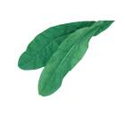 Sementes De Almeirão Verde Spadona Isla