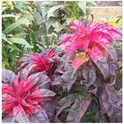 Sementes De Amaranto Bicolor Molten Fire Feltrin