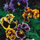 Sementes De Amor-perfeito Crespo Rococó (sortido) Feltrin