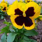 Sementes De Amor-perfeito Gigante Suíço (amarelo) Feltrin