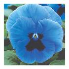 Sementes De Amor-perfeito Gigante Suíço [azul] Feltrin