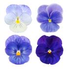 Sementes De Amor-perfeito Gigante Suíço [azul] Feltrin