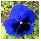 Sementes De Amor-perfeito Gigante Suíço [azul] Feltrin