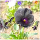 Sementes De Amor-perfeito Iraúna (negro) Feltrin