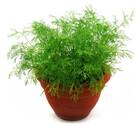 Sementes De Aneto/ Dill /endro Topseed