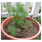 Sementes De Aneto/ Dill /endro Topseed