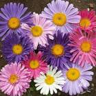 Sementes De Aster Da China Gigante Singela (sortida) Isla