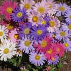 Sementes De Aster Da China Gigante Singela (sortida) Isla