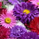 Sementes De Aster Da China Gigante Singela (sortida) Isla