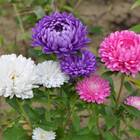 Sementes De Aster Rainha Do Mercado (sortida) Isla