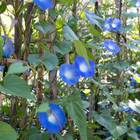 Sementes De Bela Da Manhã Tricolor (sortida) Feltrin