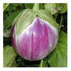 Sementes De Berinjela Anita Isla