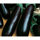 Sementes De Berinjela Comprida Roxa Pcte C/ 100 Gramas