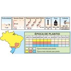 Sementes De Beterraba Early Wonder Super Tall Top Pcte C/ 100