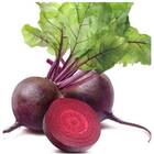 Sementes De Beterraba Early Wonder Tall Top (50g) Isla