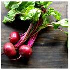 Sementes De Beterraba Early Wonder Tall Top (50g) Isla