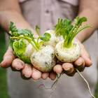 Sementes De Beterraba Moscato (branca) Isla