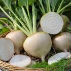 Sementes De Beterraba Moscato (branca) Isla