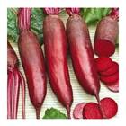 Sementes De Beterraba Vermelha Comprida Isla