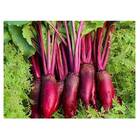 Sementes De Beterraba Vermelha Comprida Isla