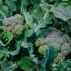 Sementes De Brócolis Calabrês De Cabeça Topseed