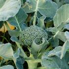 Sementes De Brócolis Híbrido Avenger Super Isla