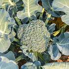 Sementes De Brócolis Híbrido Avenger Super Isla