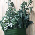 Sementes De Brócolis Ramoso Piracicaba Topseed