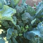 Sementes De Brócolis Ramoso Piracicaba Topseed