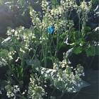 Sementes De Brócolis Ramoso Piracicaba Topseed