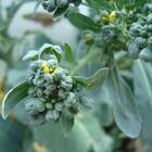 Sementes De Brócolis Ramoso Santana Topseed