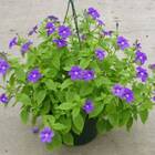 Sementes De Brovália Ametista (azul) Super Isla