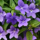 Sementes De Brovália Ametista (azul) Super Isla