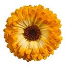 Sementes De Calêndula Pôr Do Sol Isla