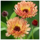 Sementes De Calêndula Pôr Do Sol Isla