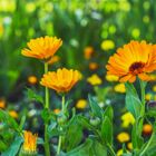 Sementes De Calêndula Sideral (amarela) Isla