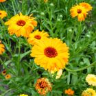 Sementes De Calêndula Sideral (amarela) Isla