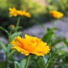 Sementes De Calêndula Sideral (amarela) Isla