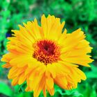 Sementes De Calêndula Sideral (amarela) Isla