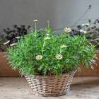 Sementes De Camomila Verdadeira/maçanilha Super Isla