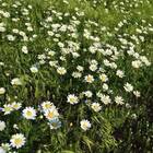 Sementes De Camomila Verdadeira/maçanilha Super Isla