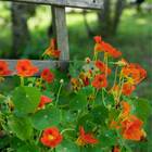 Sementes De Capuchinha Anã Tango Isla