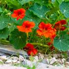 Sementes De Capuchinha Anã Tango Isla