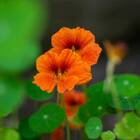 Sementes De Capuchinha Anã Tango Isla