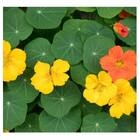 Sementes De Capuchinha Simples (sortida) Topseed